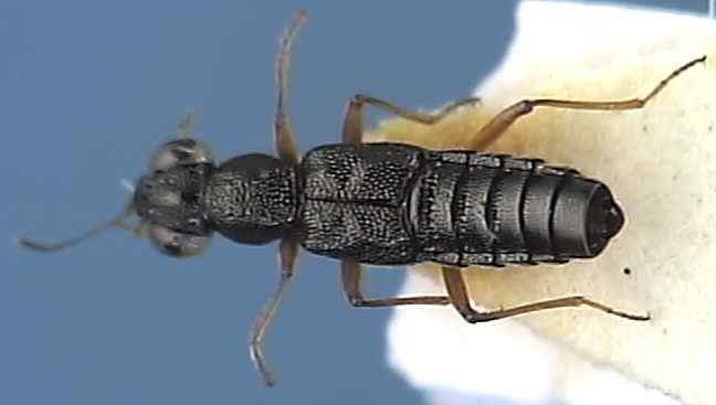 Stenus aceris